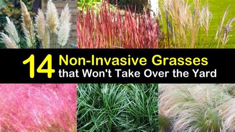 Mondo grass spreads by underground stolons and tu­ berous roots. 14 Non-Invasive Grasses that Won't Take Over the Yard in ...