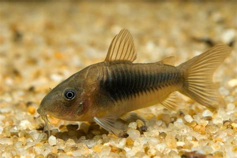 How To Care For A Bronze Corydoras In Your Aquarium Cory Catfish