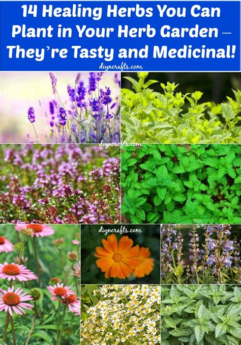 14 Healing Herbs To Plant In Your Herb Garden Theyre Tasty And