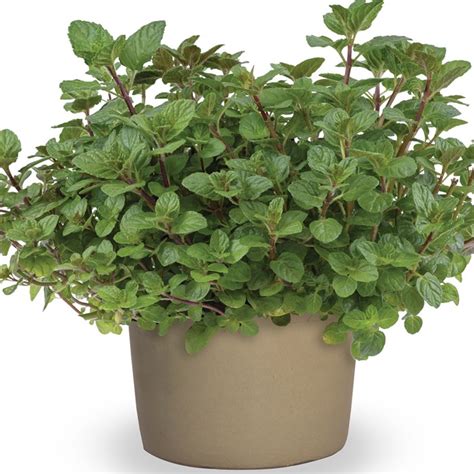 Mentha Piperita F Citrata Grapefruit