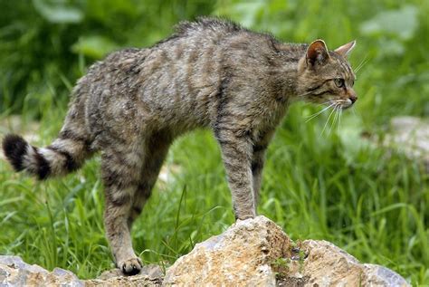 Zählung Mit Erstaunlichem Ergebnis Tausende Wildkatzen In Deutschen