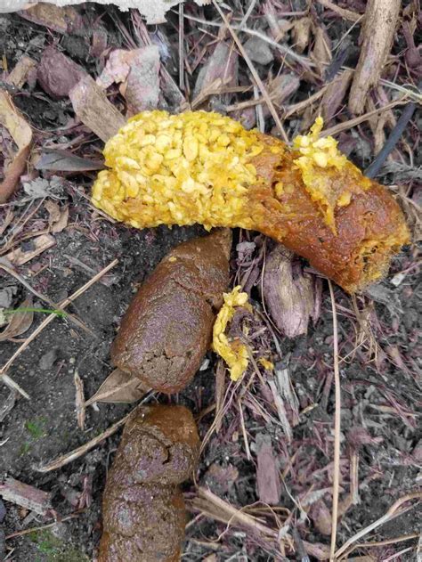 What To Do If Your Dogs Poop Is Yellow And Slimy Babelbark