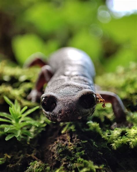 Red Legged False Brook Salamander From Zacualtip N On August