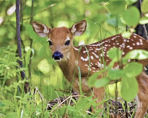 Whitetail Fawn Photograph By Dale Erickson