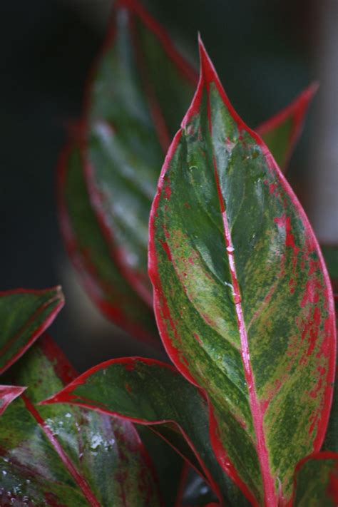 Check spelling or type a new query. Simple Tips to Take Care of the Air-purifying Chinese ...