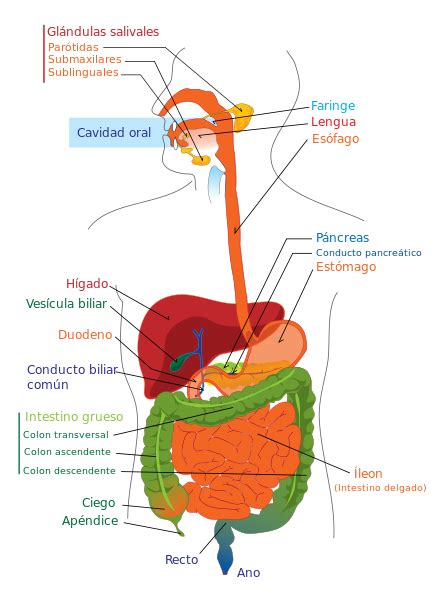 ¿Qué es el aparato digestivo? | Sistema Digestivo