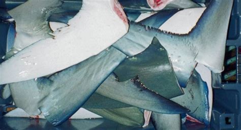 Progress Toward A Stronger Shark Finning Ban At Nafo
