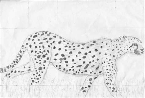 Cheetah Drawing Easy Cute How To Draw A Baby Cheetah Baby Cheetah