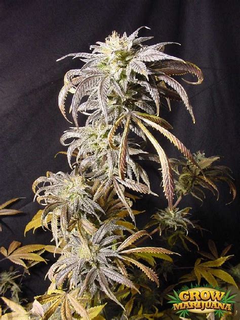 Pot Of Gold Seeds Strain Review Grow