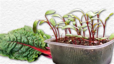How To Grow Swiss Chard Indoors Seed To Harvest — Empress Of Dirt