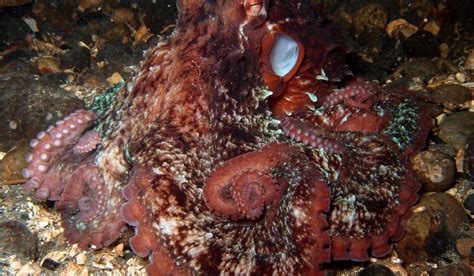 Cornell Scientists Advance Shape Shifting Octopus Inspired Camouflage