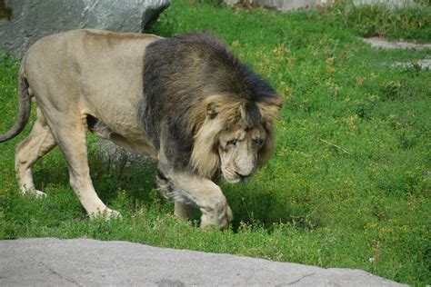 Asiatic Lion Zoochat