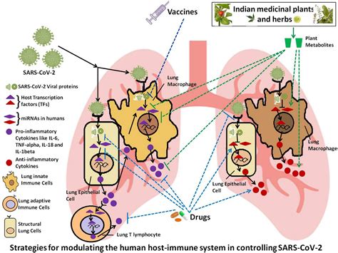 Frontiers Perspectives About Modulating Host Immune System In