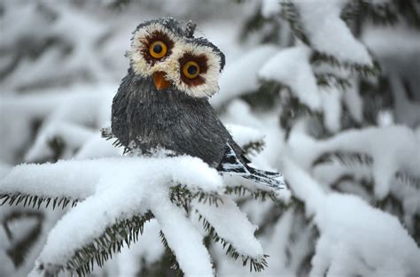 Winter Owl Desktop Wallpaper Wallpapersafari