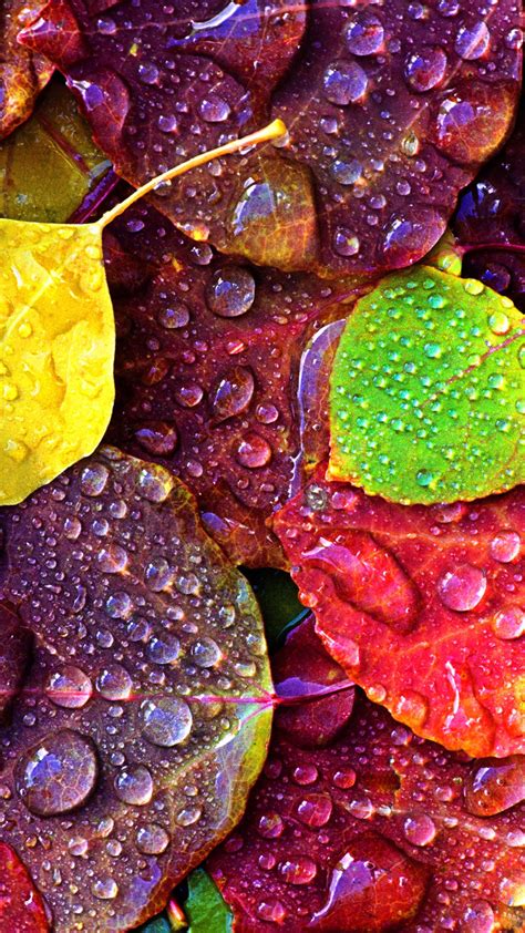 Dew Rain Drops On Colorful Leaves Android Wallpaper Free