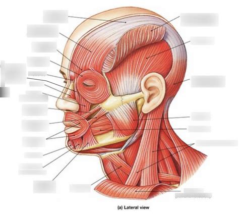 Face And Neck Muscles Lateral View Diagram Quizlet