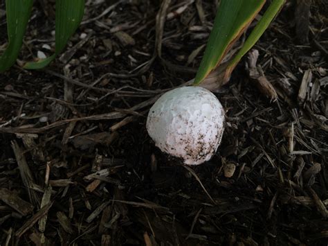 The observation, identification, description, experimental investigation, and theoretical explanation of phenomena is all part of science. 56 questions with answers in Mushroom Science | Science topic