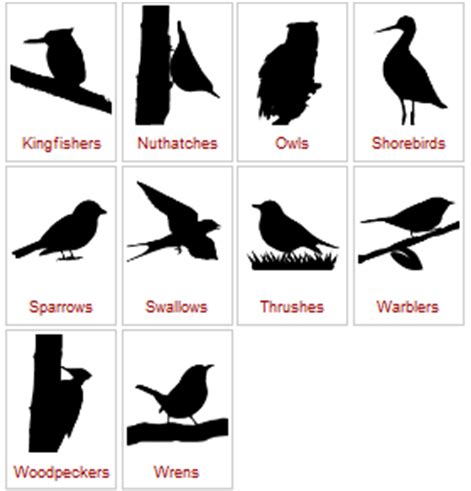 Birders who understand these esoteric words and can apply them to the appropriate. Teaching Bird ID : K-12 Education