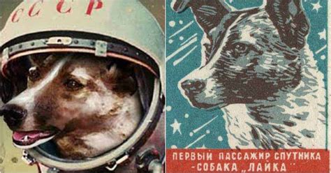 Heartbreaking Photographs Of Laika The Soviet Space Dog
