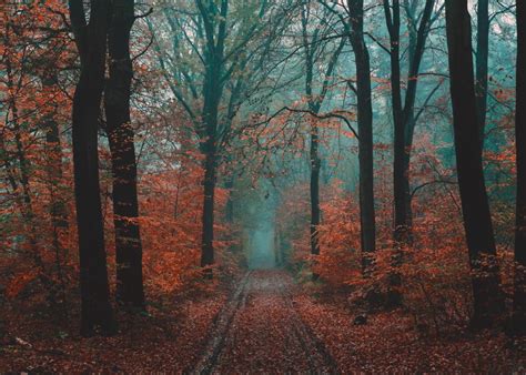 Wallpaper Forest Path Fog Nature Autumn Hd Widescreen High