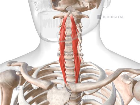 Longus Colli Biodigital Anatomy