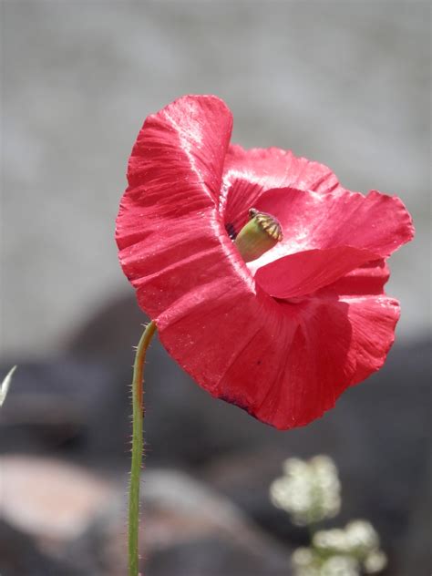 Free Images Nature Blossom Flower Petal Red Pink Flora Close Up Poppy Coquelicot