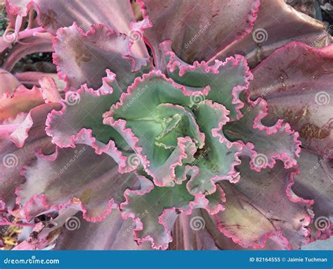 Large Pink Succulent With Green Leaves Stock Image Image Of Leaf