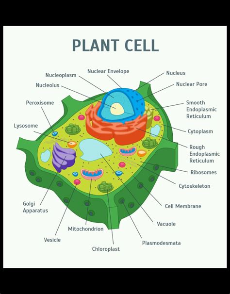 Draw A Neat Diagram Of A Animal Cell Bplant Cell Calgea Cell D