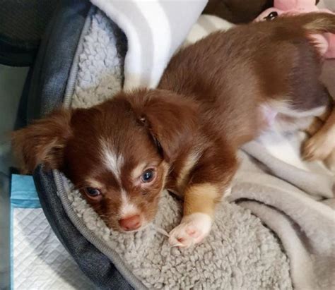 For Sale Chocolate Chihuahua Pups Nsw Purebred Tricolour