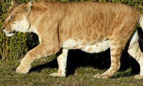 Leopon Lion X Leopard Weird Animals National Animal Animals Wild