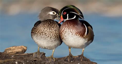 Wood Duck Life History All About Birds Cornell Lab Of