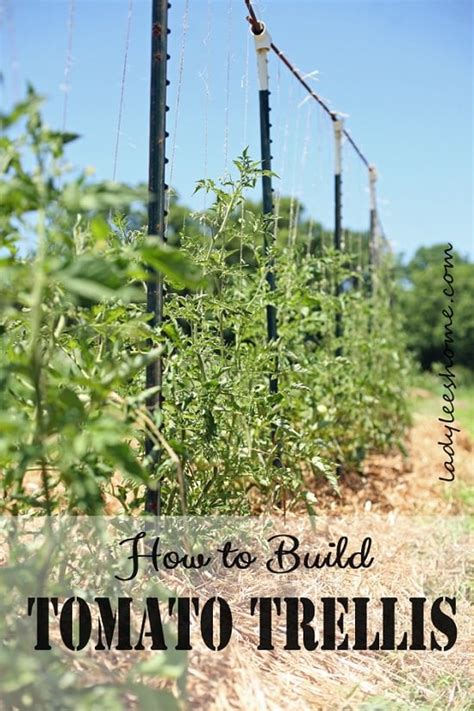 27 Diy Tomato Cage Trellis And Stake Ideas Balcony Garden Web