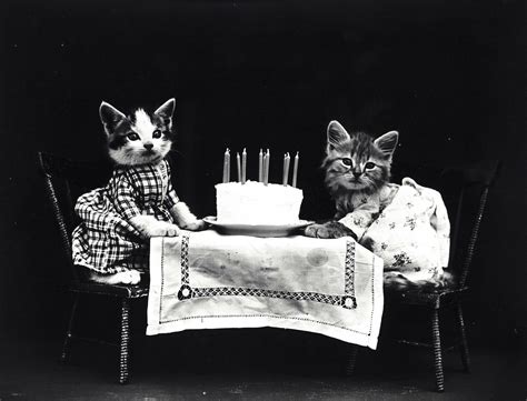 How To Throw A Cat Birthday Party A Purrfect Step By Step Guide