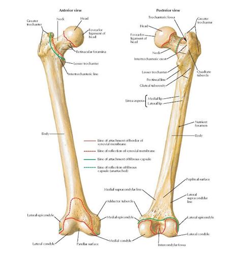 Leg Anatomy Anatomy Bones Muscle Anatomy Anatomy Study Anatomy Art
