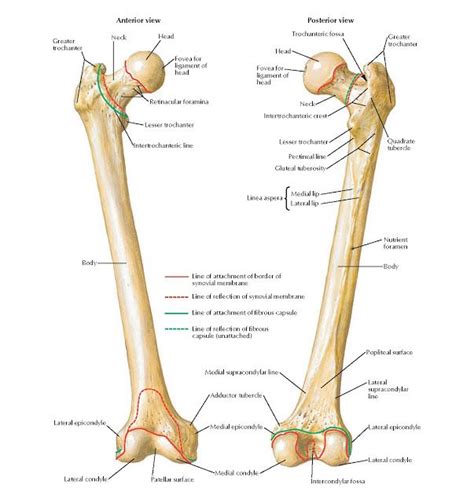 Lesser trochanter (plural lesser trochanters) a small eminence on the proximal femur, below the greater trochanter. Femur Anatomy Greater trochanter, Neck Head, Retinacular ...