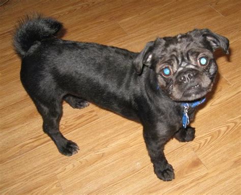 Pug Zu Dog Breed Information And Pictures
