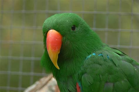 Red Sided Eclectus Parrot At Blackpool Zoo 270914 Zoochat