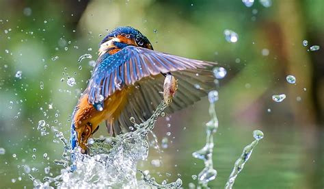 Kingfisher Water Drops Birds Animals Hd Wallpaper Wallpaperbetter