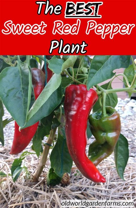 The Best Sweet Red Pepper Plant Ever An Amazing Pepper Harvest