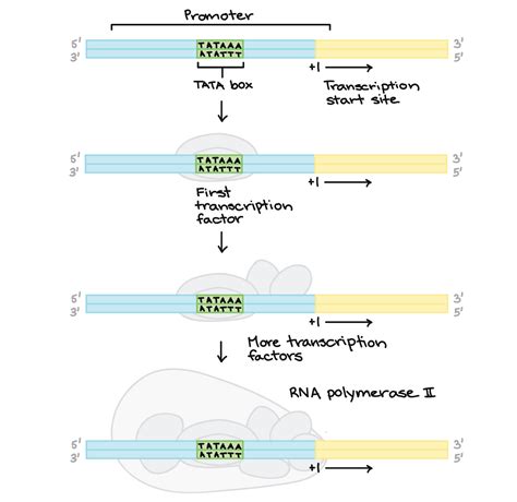 Stages Of Transcription Initiation Elongation Termination Article Khan Academy Khan