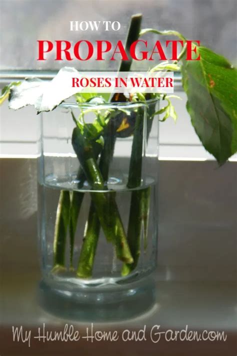 How To Propagate Roses From Your Valentine Bouquet My Humble Home And
