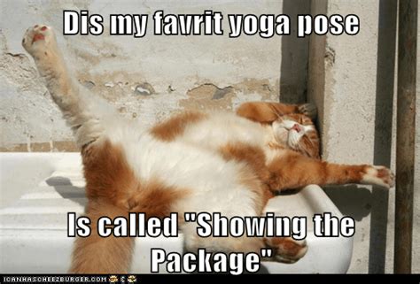 Dis My Favrit Yoga Pose Lolcats Lol Cat Memes Funny Cats