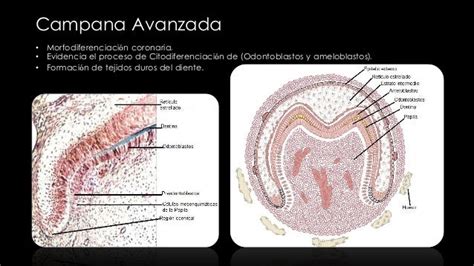 Odontogenesis