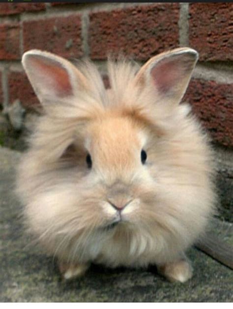 Fluffy Bunny Cute Animals Rabbit Elle Pets Pinterest