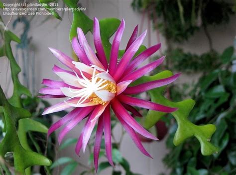 Do not overwater as this plant will rot if soil stays moist for extended periods of time. PlantFiles Pictures: Ric Rac Orchid Cactus, Fishbone ...