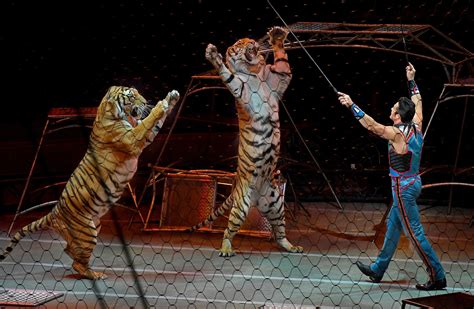 The Strange And Deadly Saga Of 15 Ringling Bros Circus Cats Final