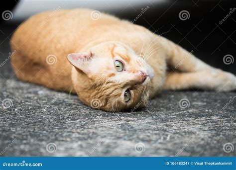 A Brown Cute Cat Lying Down Stock Image Image Of Domestic Brown