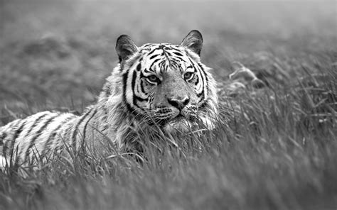 Tiger wild cat stretching posture black and white wallpapers. Black and White Tiger Wallpaper - WallpaperSafari