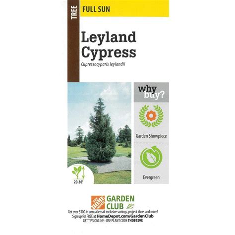 225 Gal Leyland Cypress Evergreen Tree With Green Foliage 25