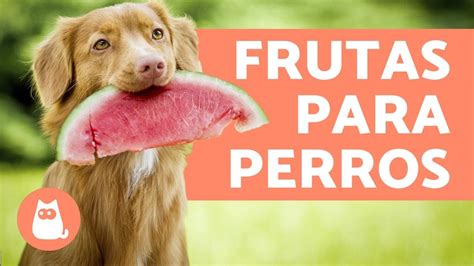 Las Mejores Frutas Para Perros Beneficios Y Dosis